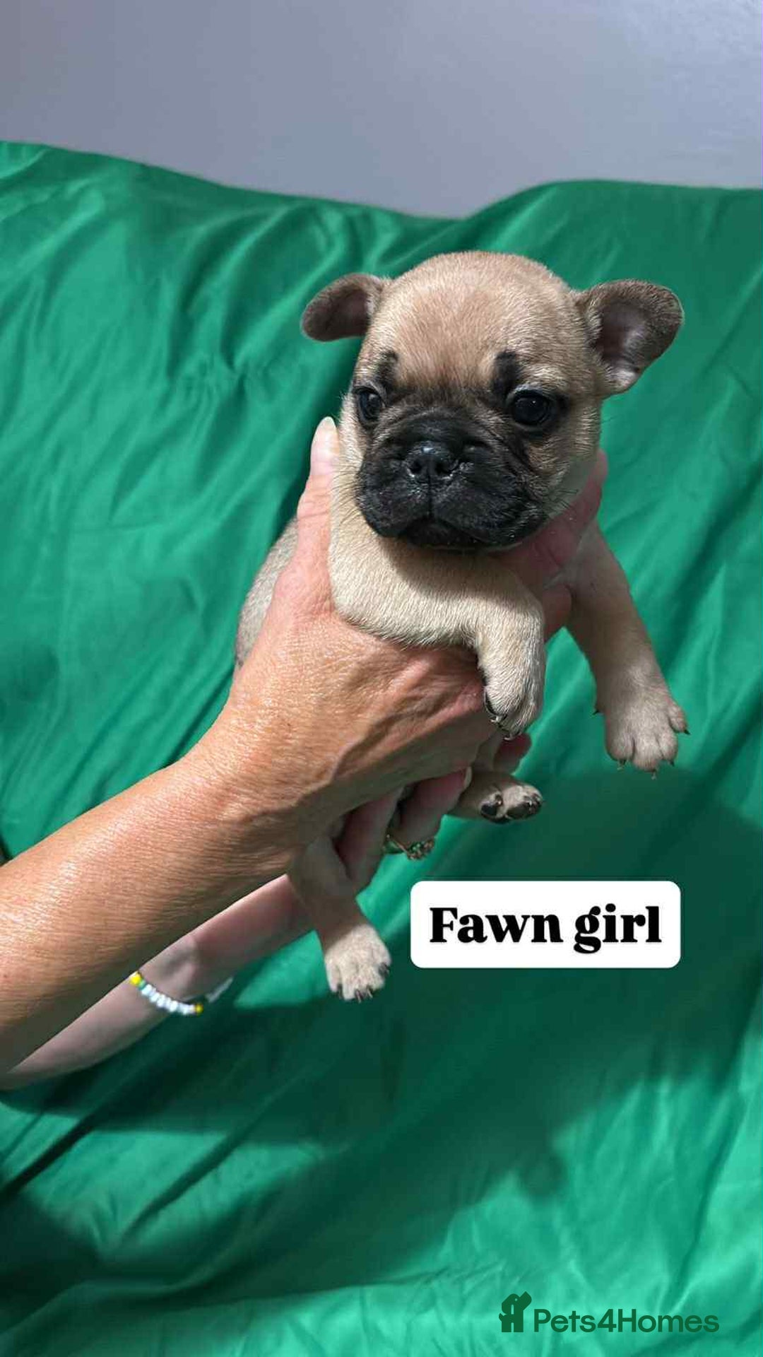 French Bulldog dogs for sale: 6 French bulldog pups  - Image 2
