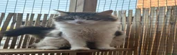 Maine Coon cats for sale: Maine coon boy - Advert 1