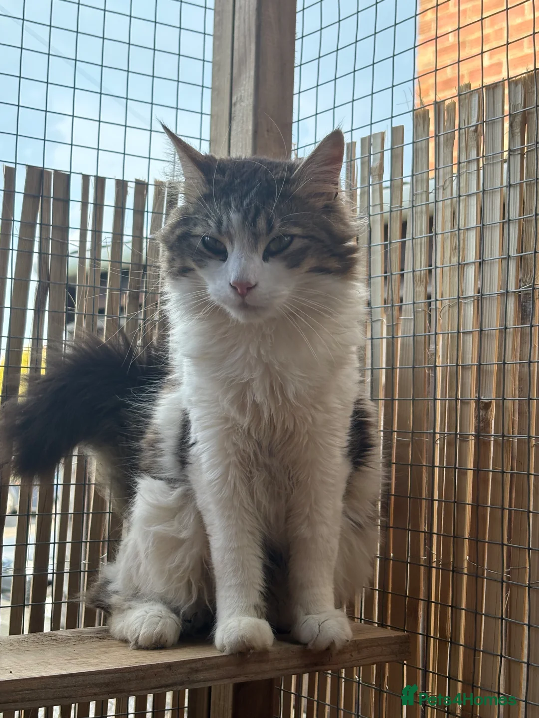Maine Coon cats for sale: Maine coon boy - Advert 1