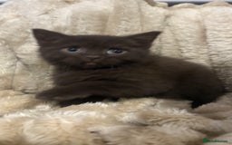 British Shorthair cats for sale: GCCF Registered 5 Generation British Shorthair - Image 5