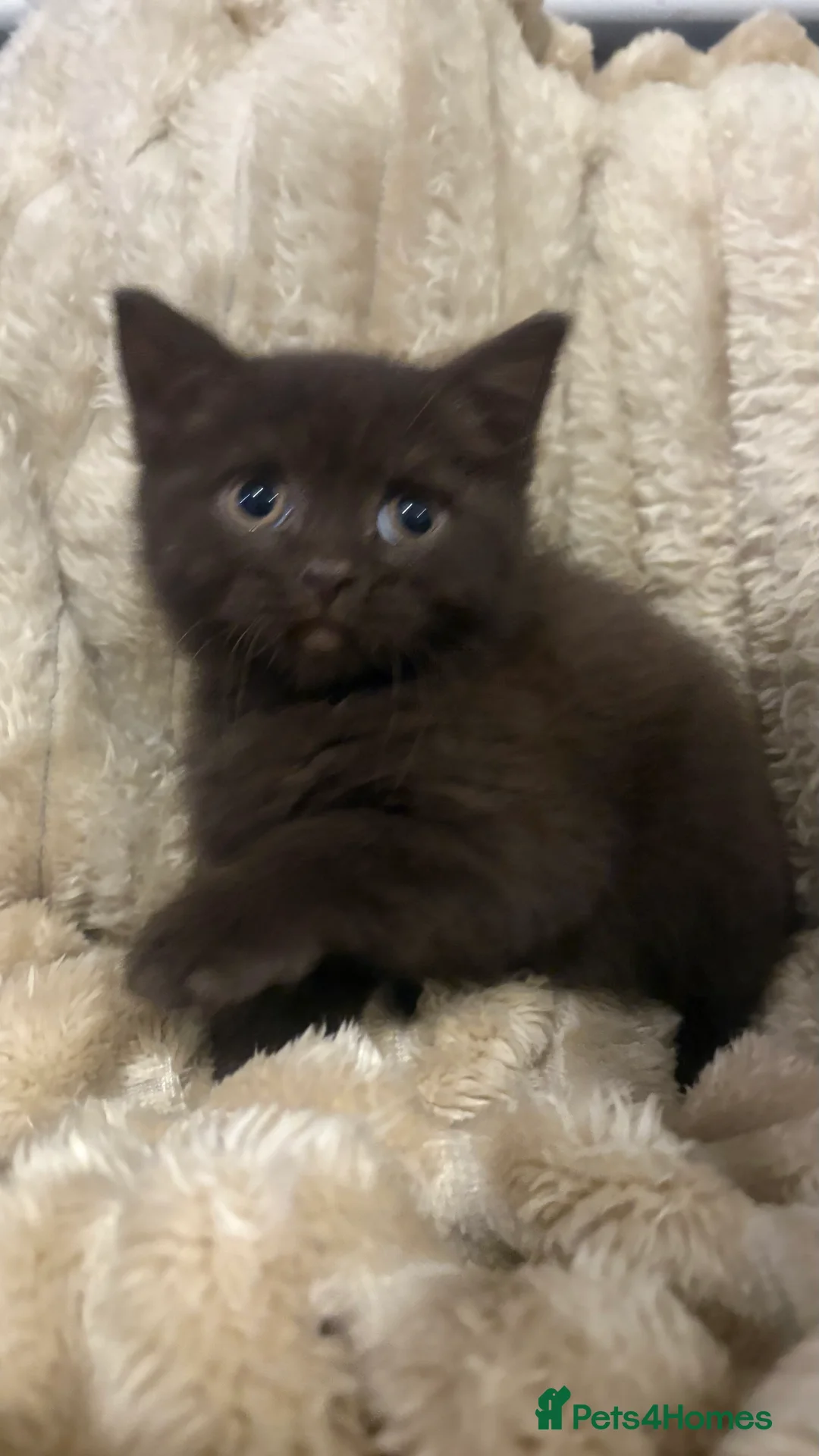 British Shorthair cats for sale: GCCF Registered 5 Generation British Shorthair - Advert 9