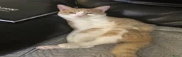 Mixed Breed cats for sale: 3yr old Ginger & White M in need of a loving home in Chatteris - Advert 6