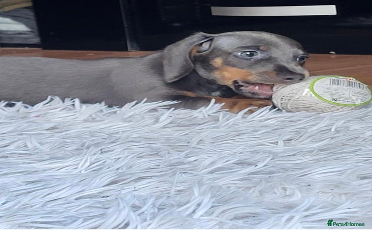 Dachshund dogs - Advert 4