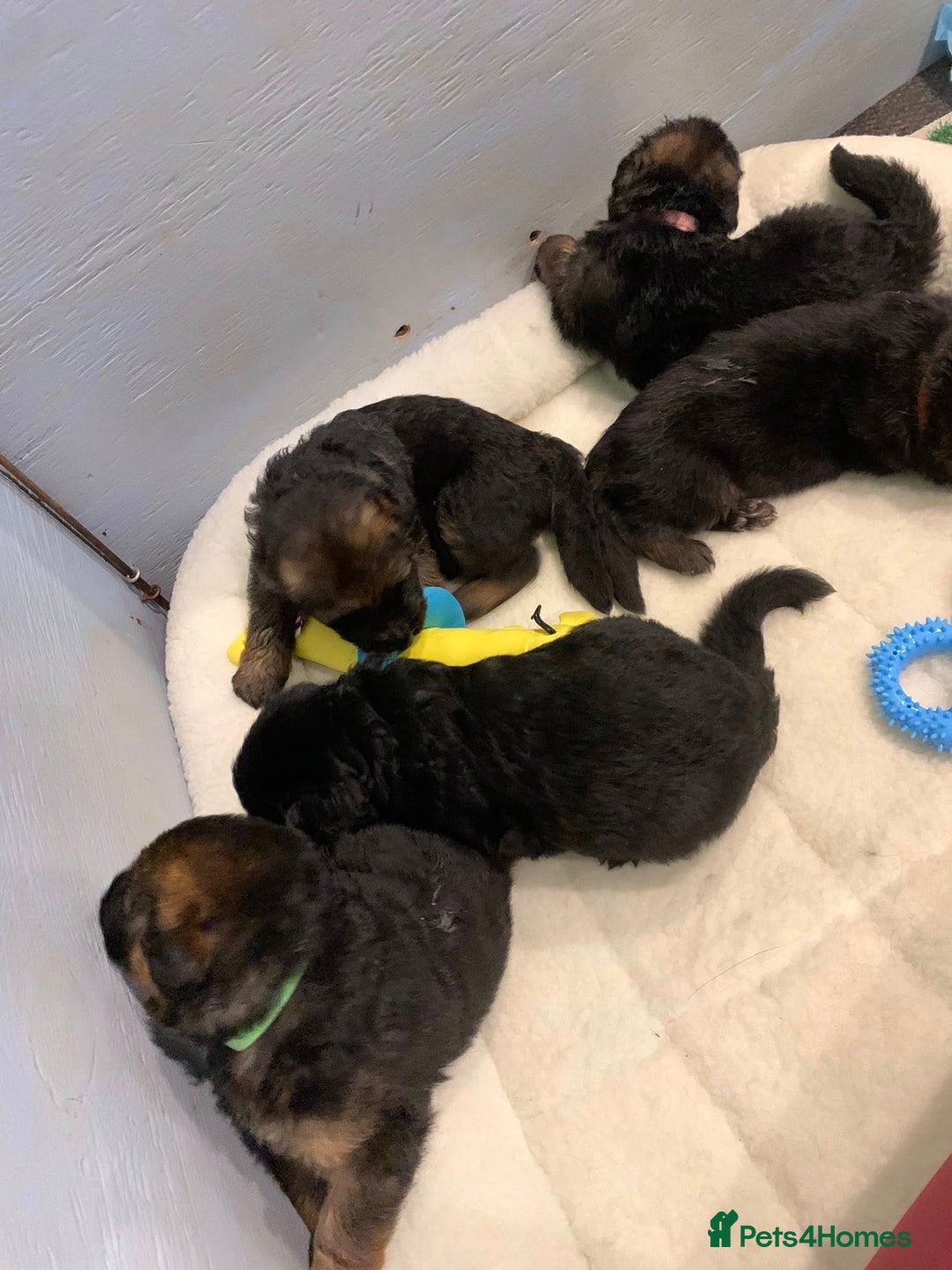 German Shepherd dogs for sale: For sale German Shepherd puppies - Advert 20