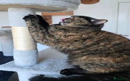 Mixed Breed cats for adoption: [Indoors Only] Kushary - Lovely Affectionate Queen - Advert 4