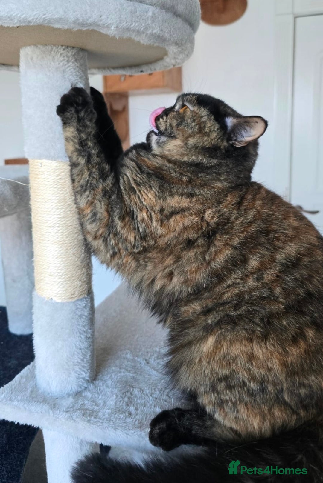 Mixed Breed cats for adoption: [Indoors Only] Kushary - Lovely Affectionate Queen - Advert 4