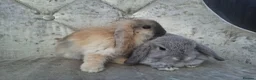 Mini Lop rabbits for sale: Free starter pack! Baby mini lops  - Advert 5