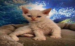 Selkirk Rex cats for sale: Gorgeous Selkirk Rex kittens - Image 6