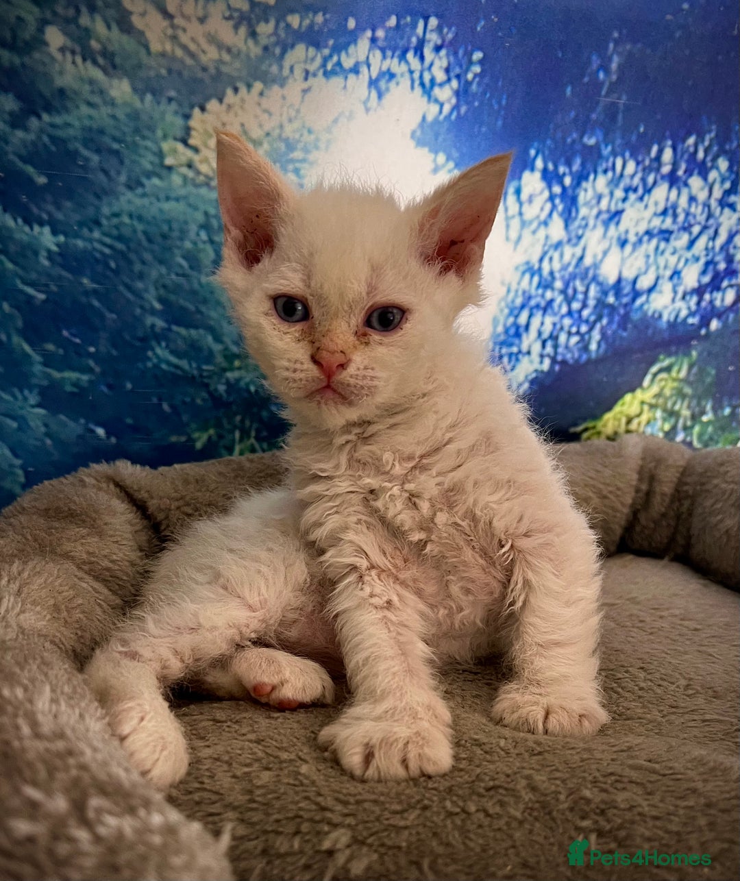 Selkirk Rex cats for sale: Gorgeous Selkirk Rex kittens - Image 6