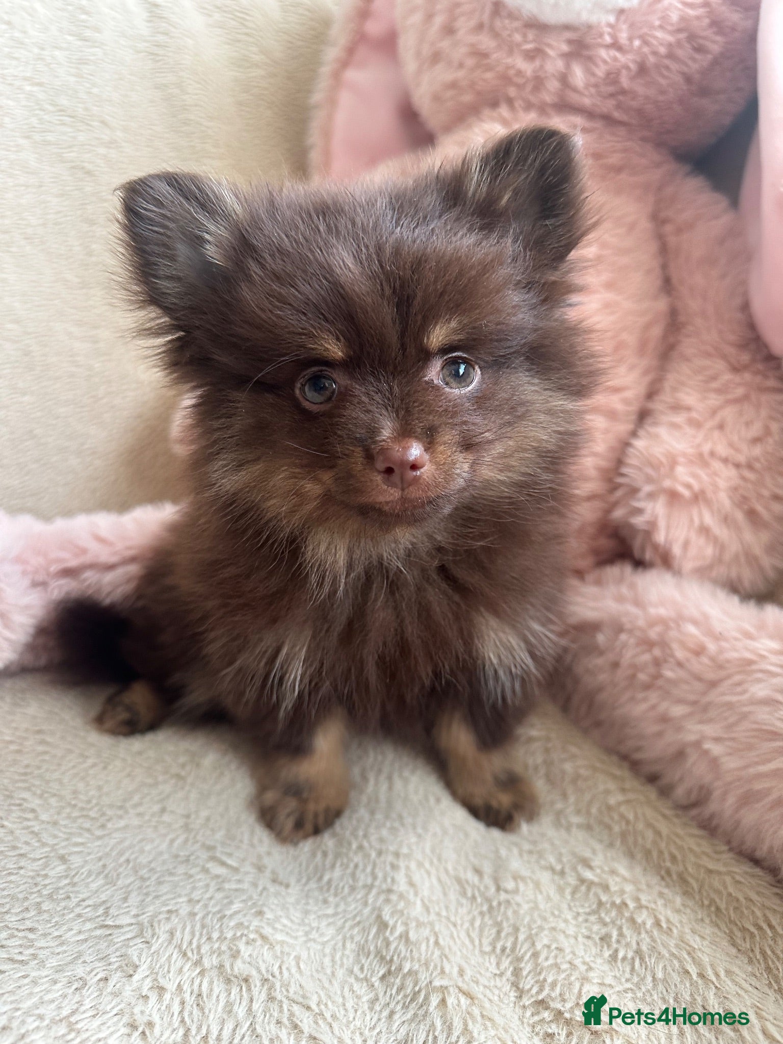 Pomeranian dogs Pomeranian  - Advert 2