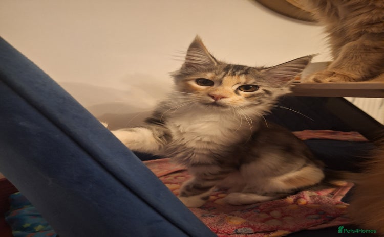 Maine Coon cats - Advert 13