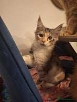 Maine Coon cats - Advert 2