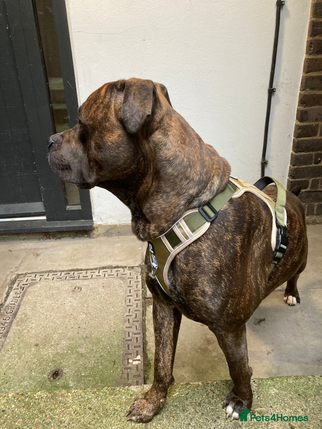 American Bulldog dogs for sale: A loving home needed for an American Bulldog.  - Advert 8