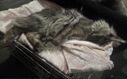 Maine Coon cats for sale: 2 years old Russian Male full active  - Image 2