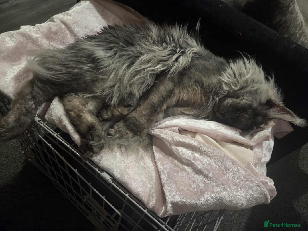 Maine Coon cats for sale: 2 years old Russian Male full active  - Image 2