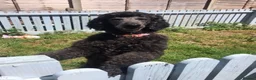 Standard Poodle dogs for sale: For Adoption age 6 🐾🐾 - Advert 1