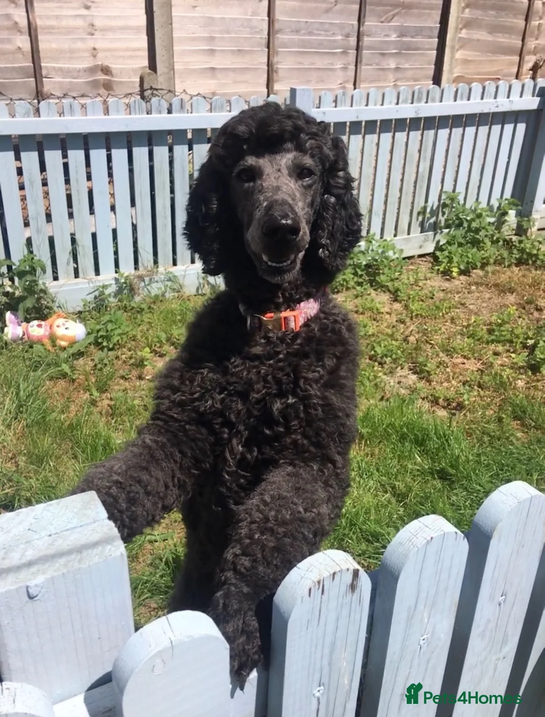 Standard Poodle dogs for sale: For Adoption age 6 🐾🐾 - Advert 1