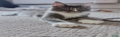 Maine Coon 1