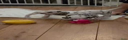 Dalmatian dogs for sale: StrictlyDals *Litter of 8 puppies  - Advert 13