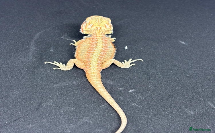 Bearded Dragon reptiles - Advert 7