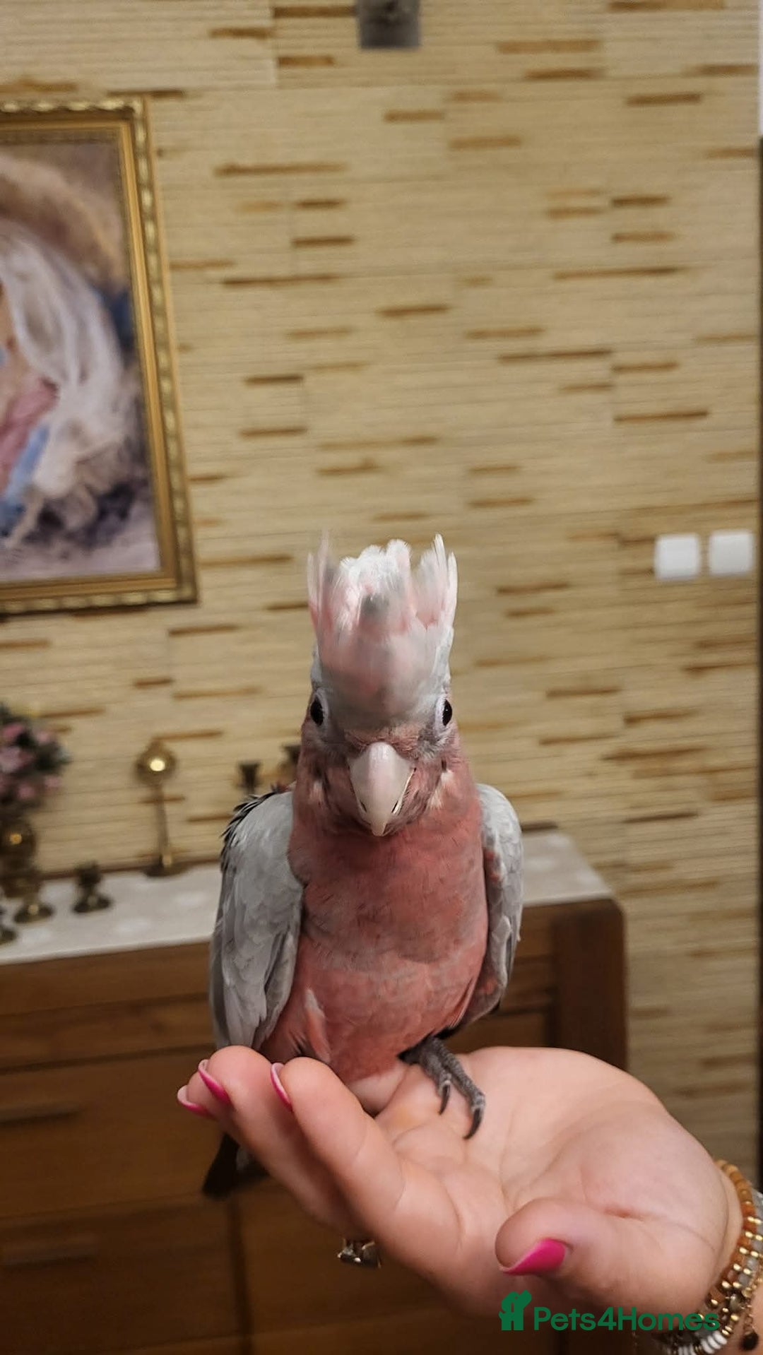 Cockatoo birds for sale: Galah cockatoos babies DNA tested  - Advert 2