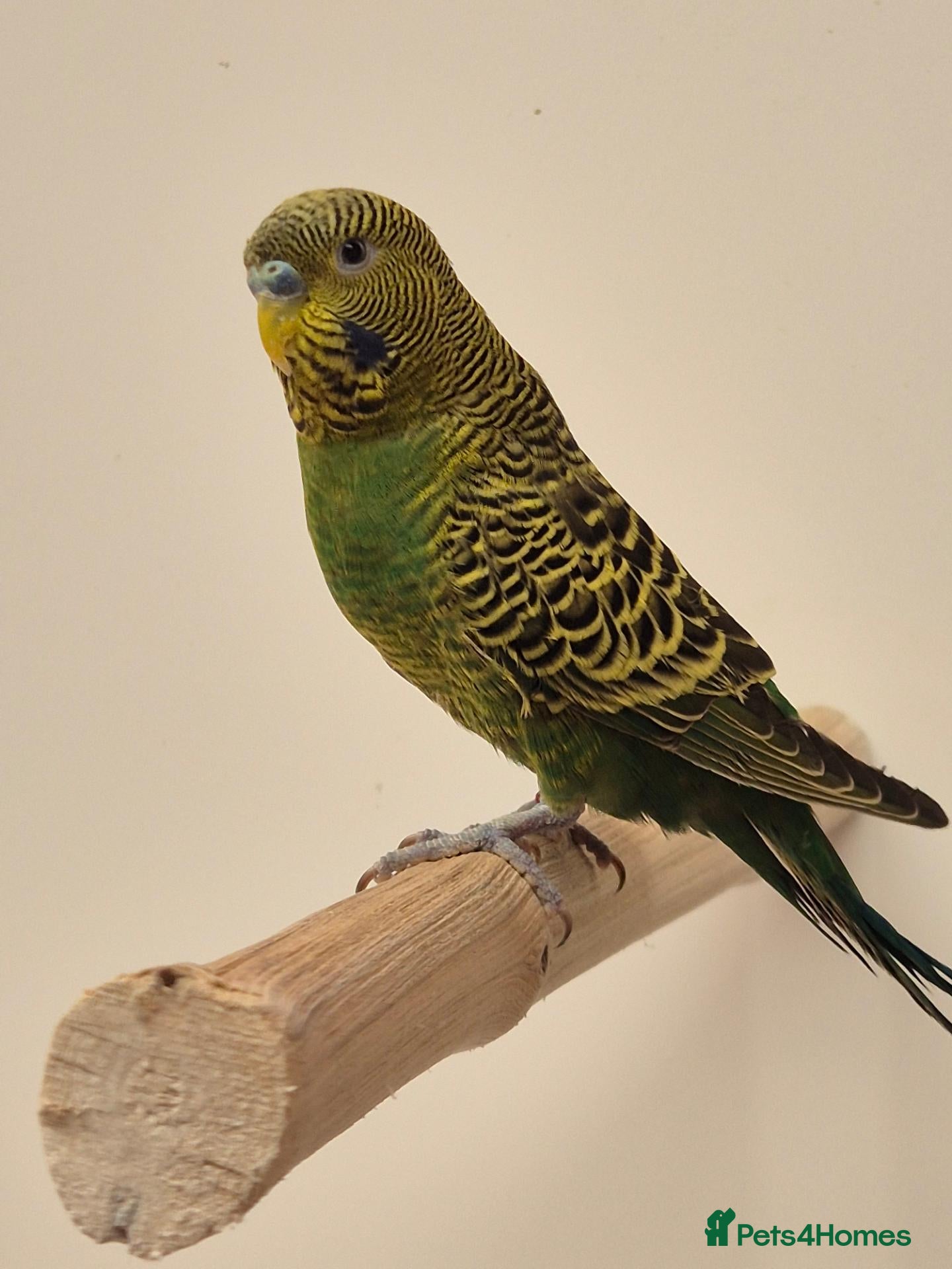 Budgerigars birds BIrds for Breeders  - Advert 1