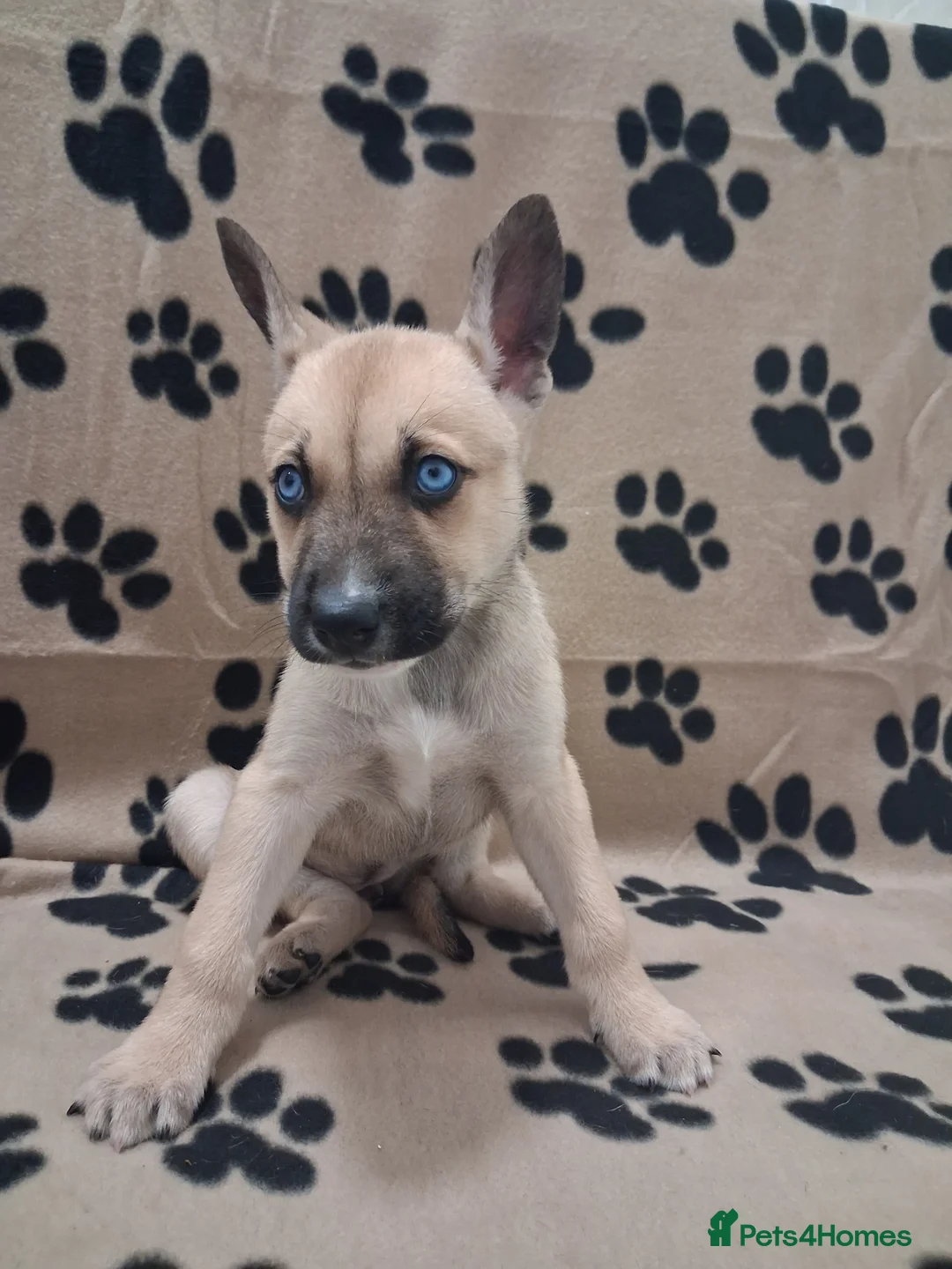 Mixed Breed dogs for sale: Agouti Husky Cross puppies  - Advert 39