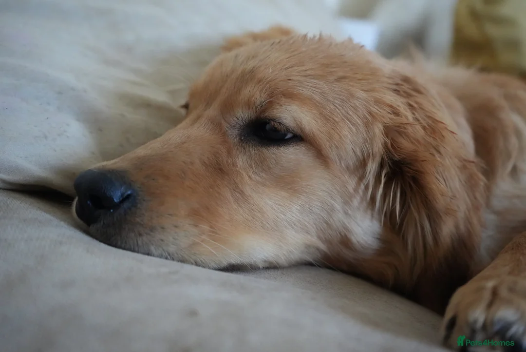 Golden Retriever dogs for sale: 1 year old golden retriever - Advert 2