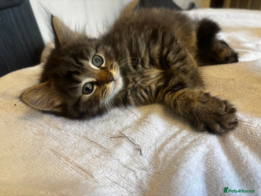 Norwegian Forest Cat cats for sale: Beautiful fluffy kittens - Image 29