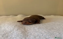 Miniature Dachshund dogs for sale: KC reg v small miniature smooth dachshund puppies - Image 12