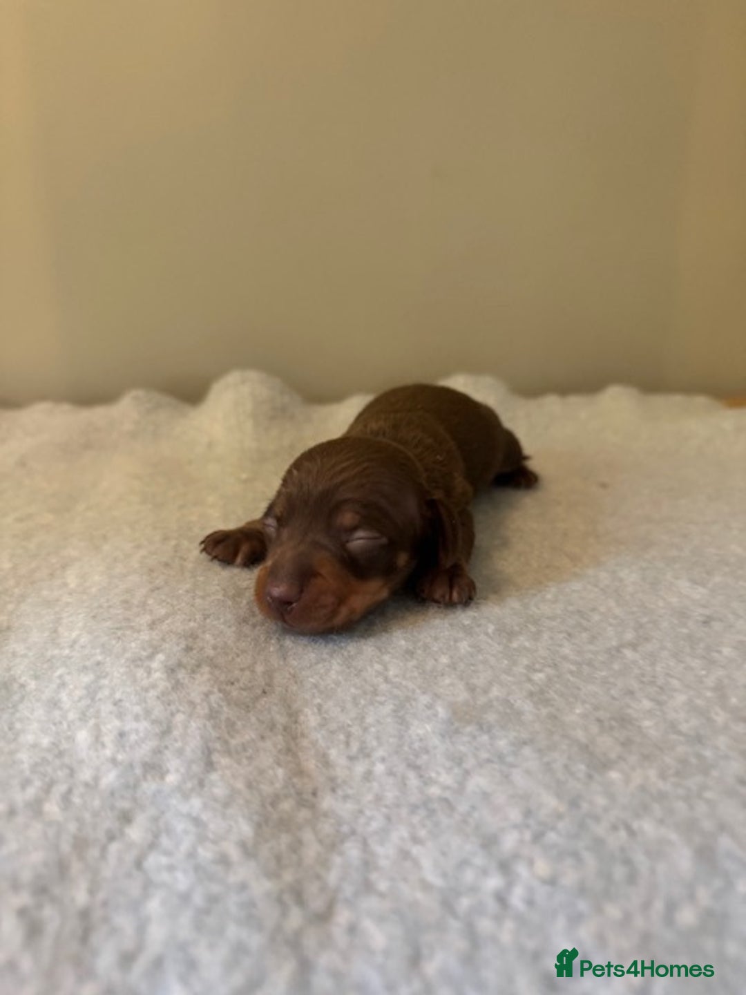 Miniature Dachshund dogs for sale: KC reg v small miniature smooth dachshund puppies - Image 12
