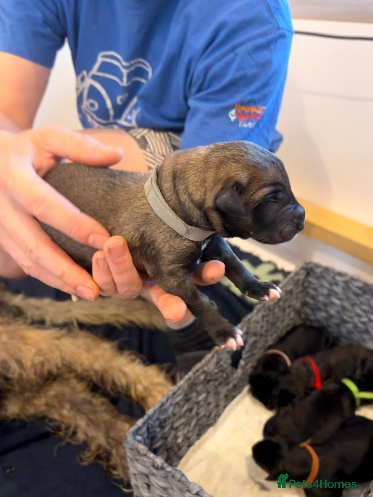 Irish Wolfhound dogs Irish Wolfhound Puppies for Sale: 3 Female 5 Male  - Advert 2
