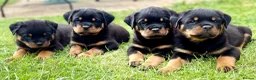 Rottweiler dogs for sale: Beautiful Rottweiler Puppies  in Chessington - Advert 15