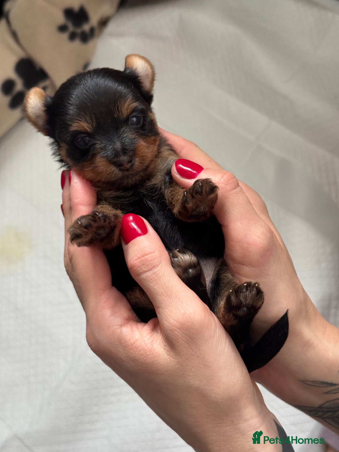 Yorkshire Terrier dogs for sale: ❤️Last girl available Miniature yorkshire terrier - Image 29