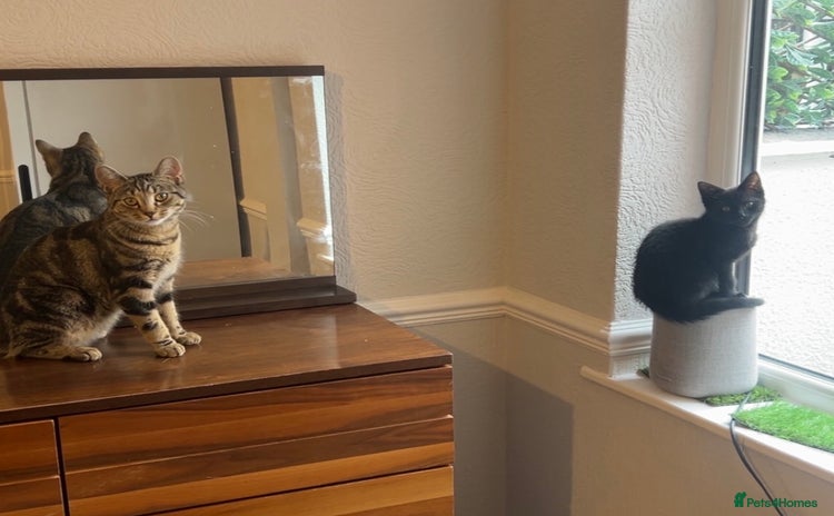 Domestic Shorthair cats - Advert 4