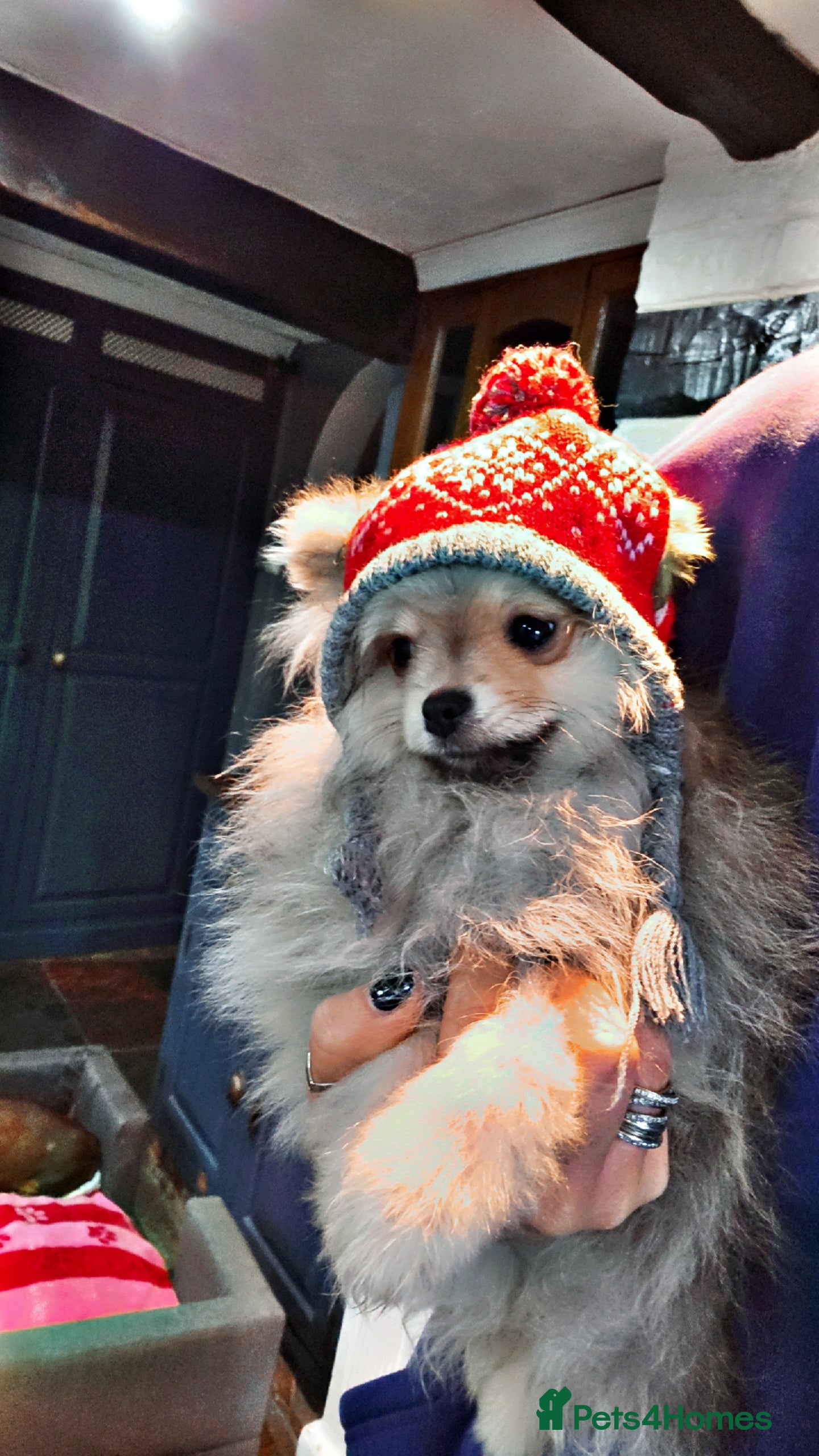 Pomeranian dogs quality Kc registered Pomeranian boys - Advert 2