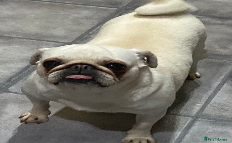 Pug dogs - Advert 3