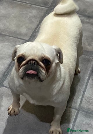 Pug dogs for sale - Advert 2
