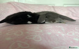 Mini Lop rabbits for sale: Beautiful little mini lop baby bunny rabbits  - Advert 4