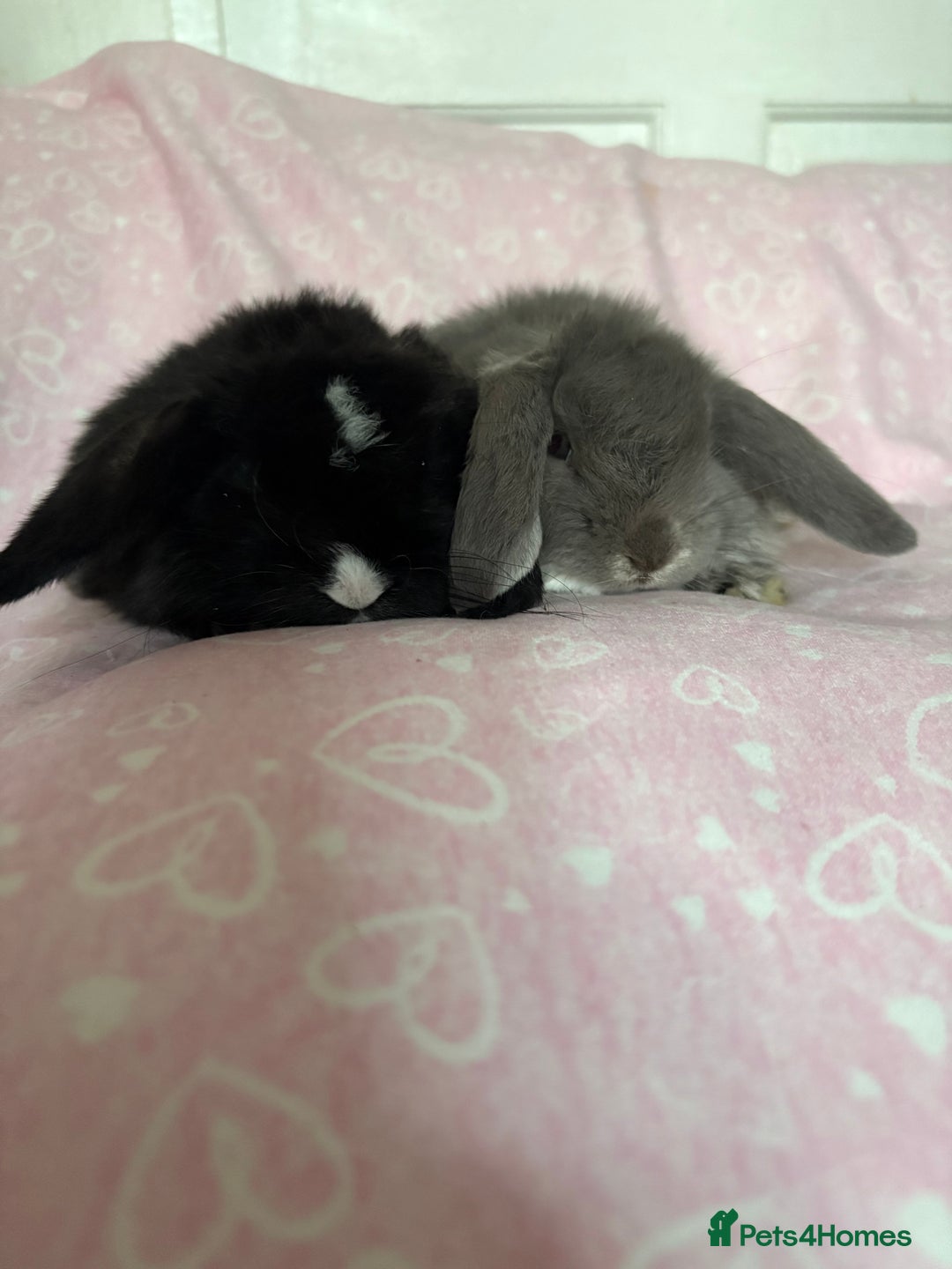 Mini Lop rabbits for sale: Beautiful little mini lop baby bunny rabbits  - Advert 4