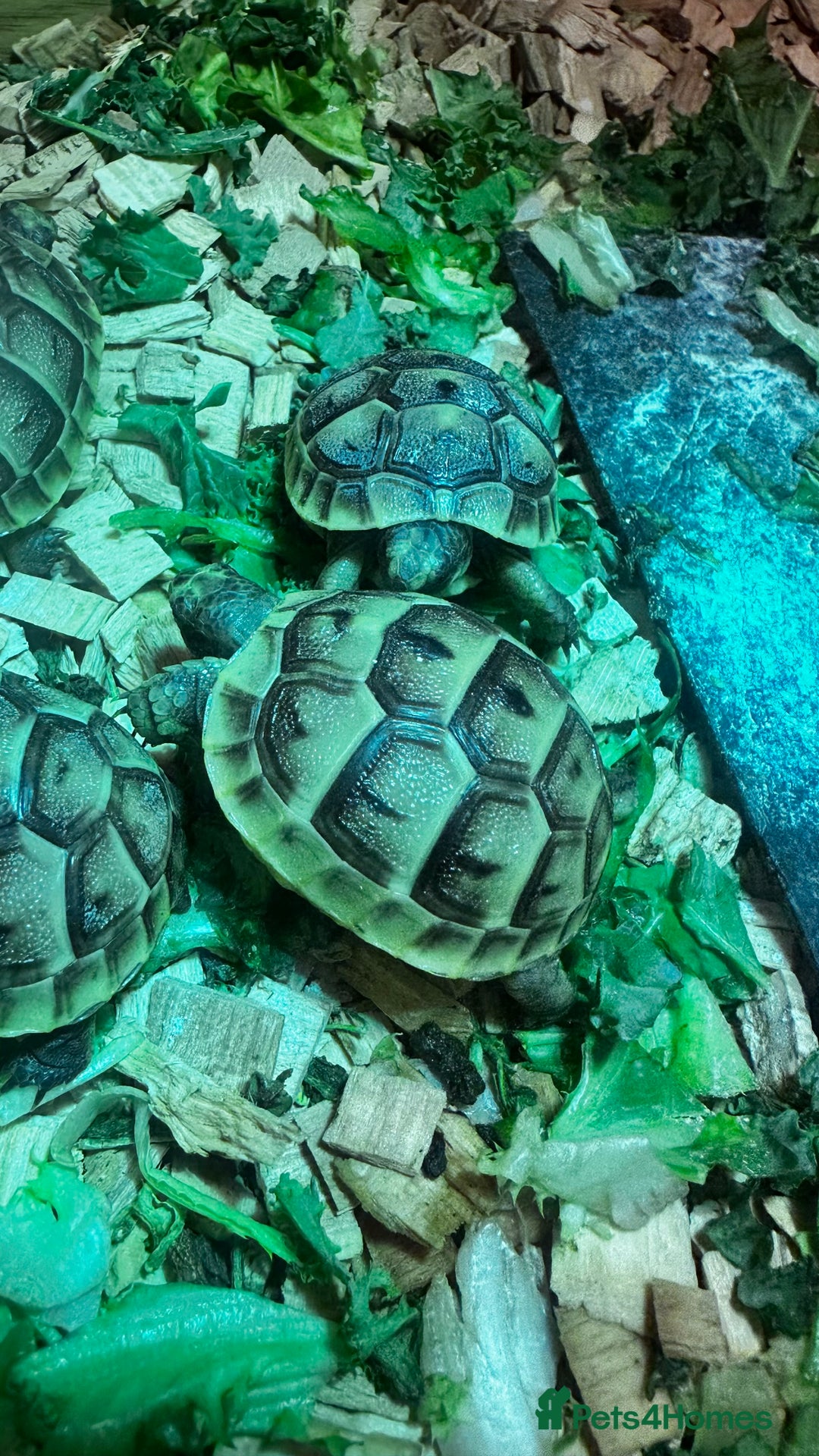 Tortoise reptiles for sale: Baby Spur thigh tortoises  - Image 3