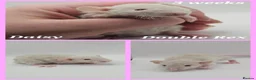 Rat rodents for sale: Baby Dumbo Rats ~ Rex & Double Rex - Advert 10