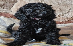 Labradoodle dogs for sale: True Multigen labradoodles  - Image 5