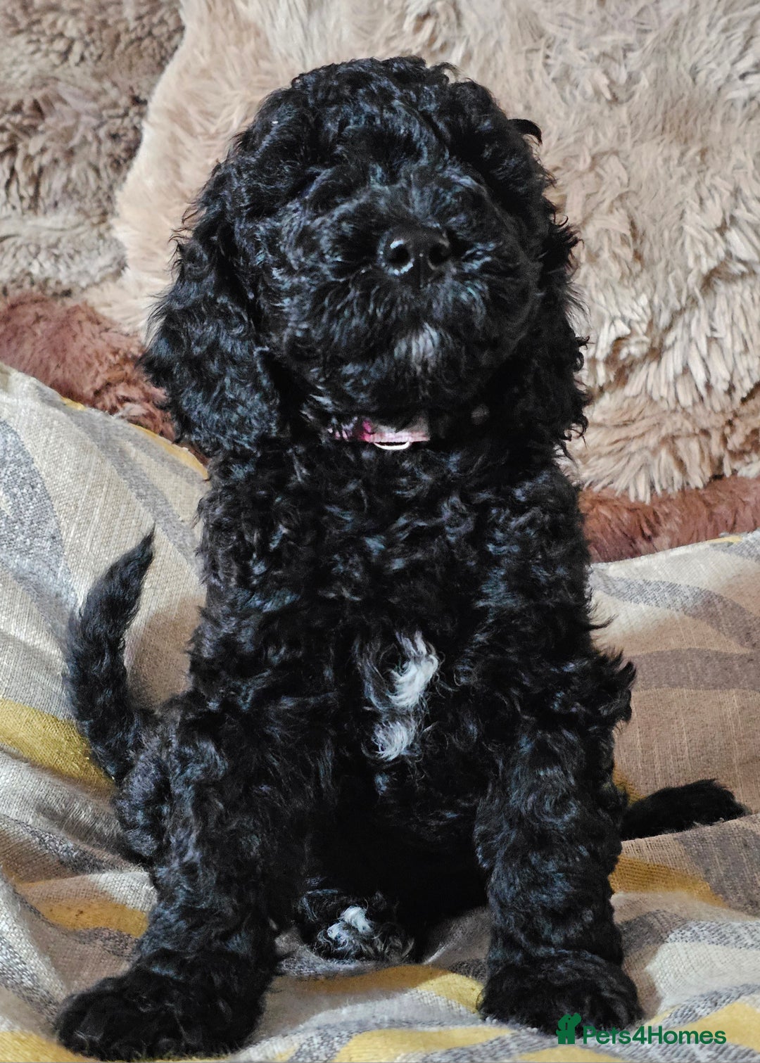 Labradoodle dogs for sale: True Multigen labradoodles  - Image 5
