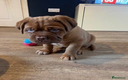 Dogue De Bordeaux dogs for sale: Beautiful KC Dogue De Bordeaux Puppies - Advert 19