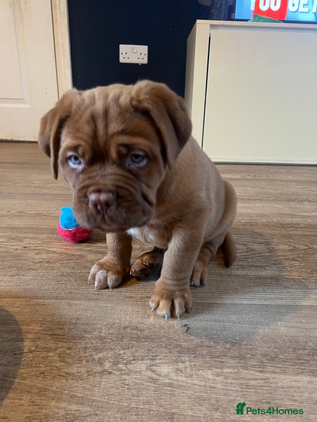 Dogue De Bordeaux dogs for sale: Beautiful KC Dogue De Bordeaux Puppies - Advert 19