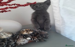 Russian Blue cats for sale: Grey girl 10 weeks - Image 6