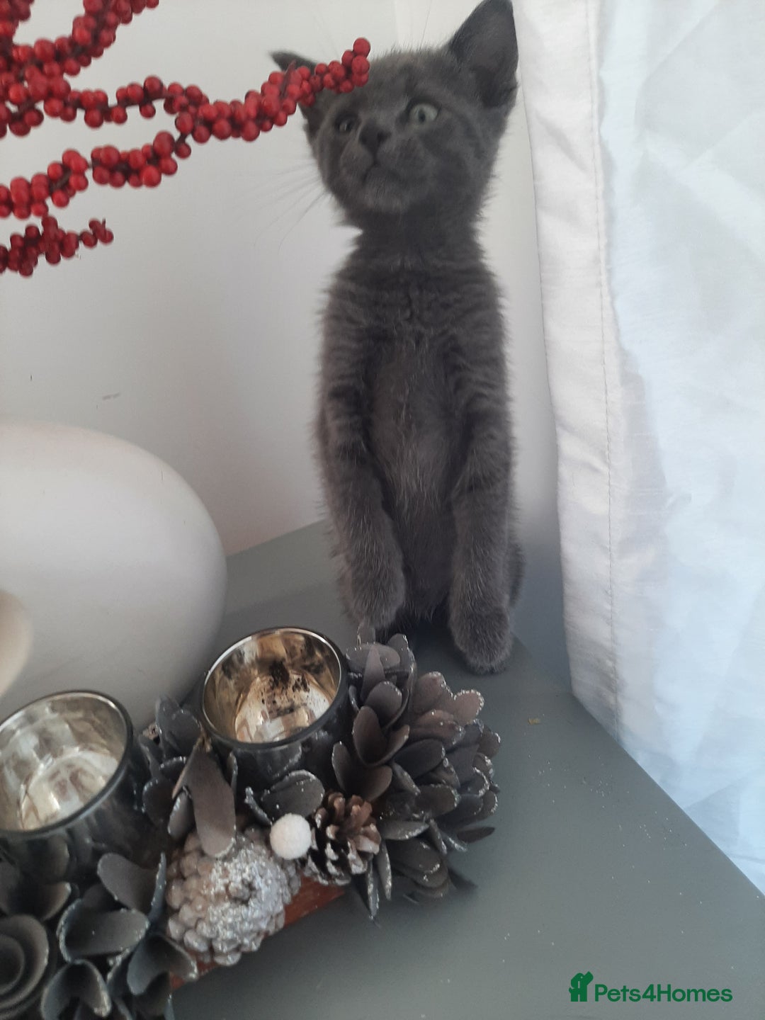 Russian Blue cats for sale: Grey girl 10 weeks - Image 6