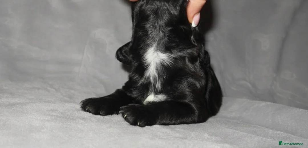 Cocker Spaniel dogs for sale: TRI - KC LINE🐶🐾 show cockers  - Advert 6