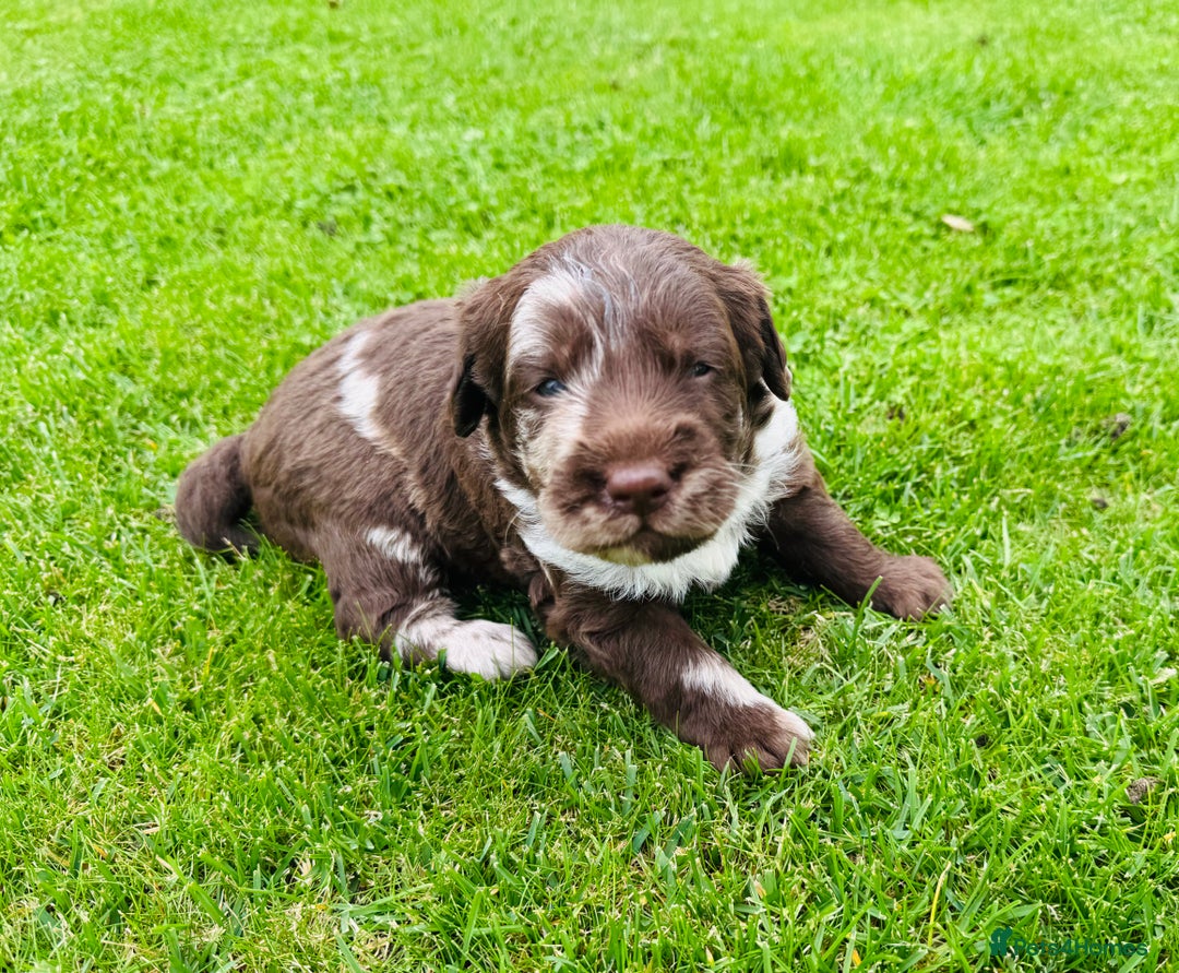 Labradoodle dogs for sale: Chocolate Merle Labradoodle Babies 🐾🐾🐾 - Image 14